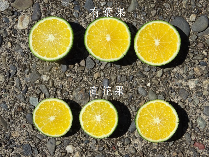 みかん輪切り