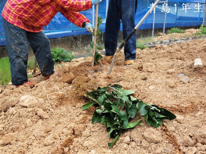 苗木植えつけ