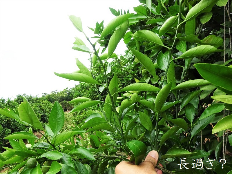 春芽