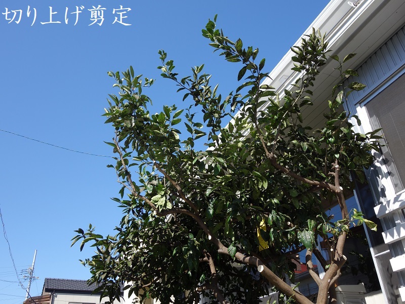 切り上げ剪定