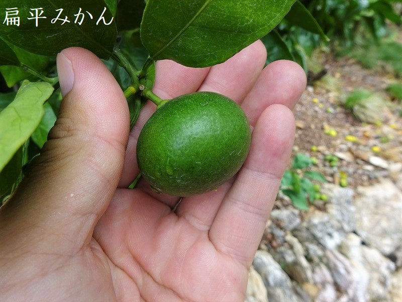 早生みかん