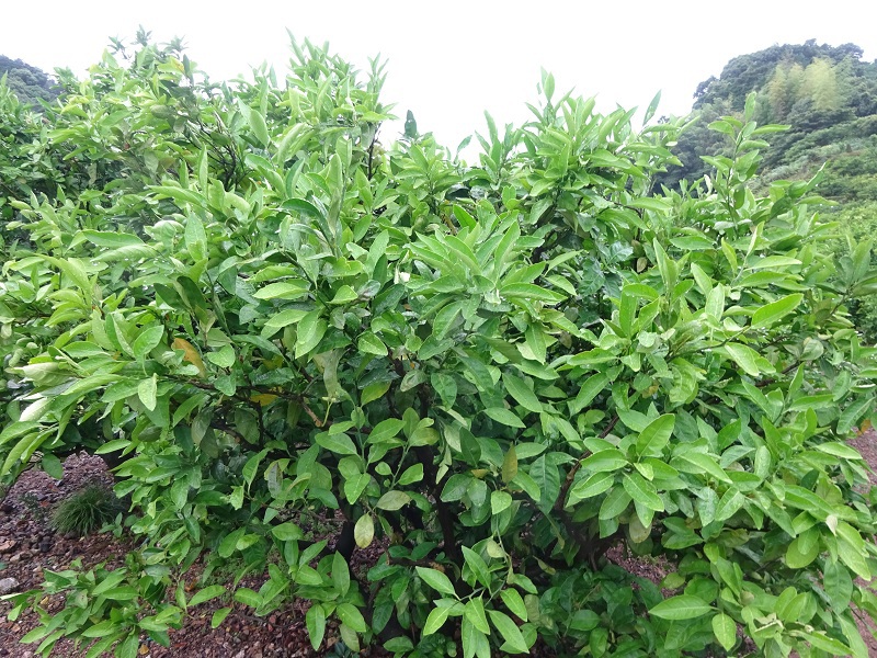 みかんの葉っぱ