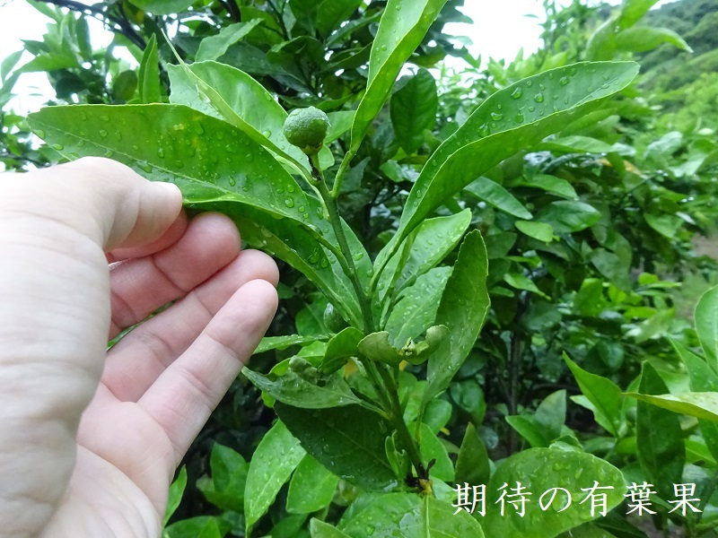 みかん有葉果