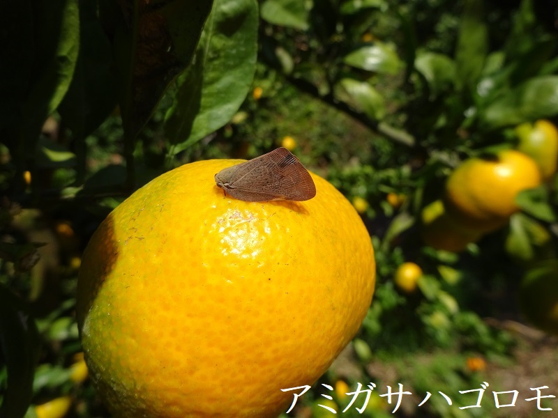 アミガサハゴロモ
