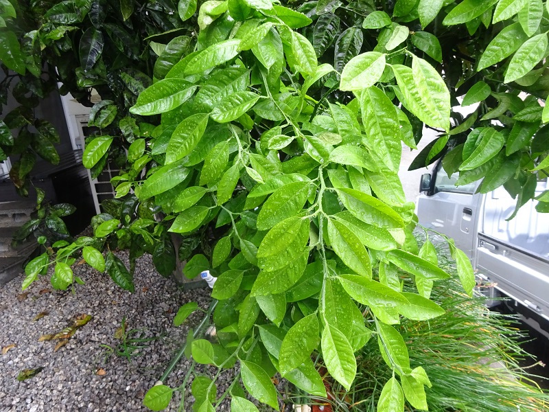 新芽の様子