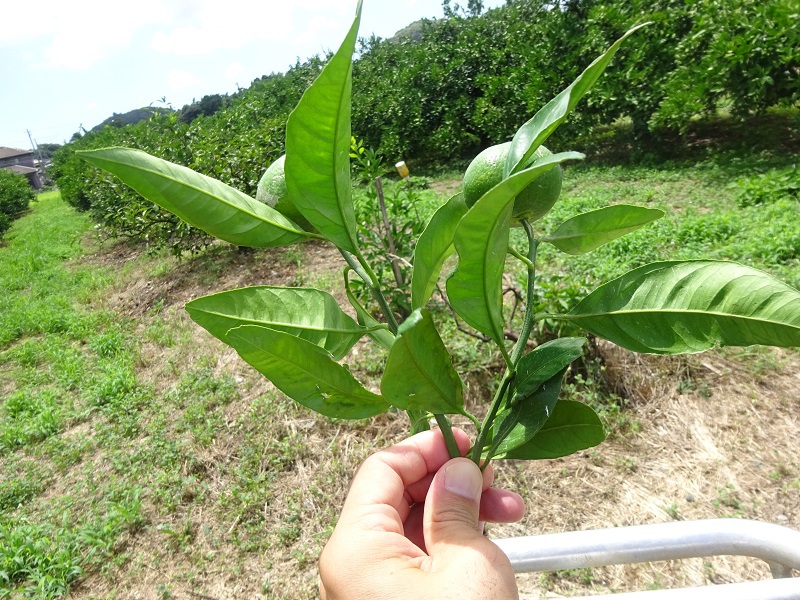 植物ホルモン