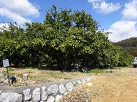 【外山柑橘園】樹形の拘りから“植物ホルモン”の拘りへ踏み込んでみる！？ 2024/04/03 17:00:13