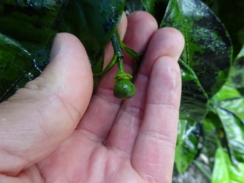 直花果