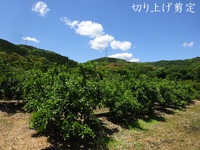 【切り上げ剪定】片山みかん“有葉花増えた”私の剪定が上手かった？ 2024/05/24 17:00:00