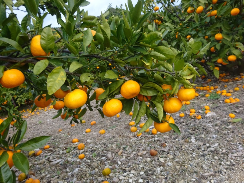 青島みかん