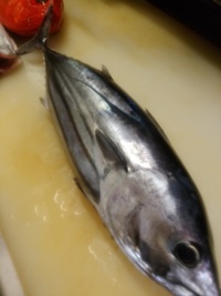 今日は御前崎からー♪ 2018/03/28 17:54:28