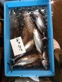 御前崎だよー 2018/04/30 14:52:22