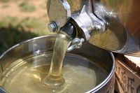 ハネムーンの語源ははちみつ由来♪ 2013/02/12 20:47:14