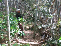 竹灯篭づくり 2013/04/29 06:37:36