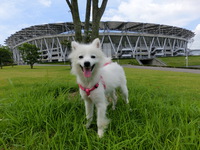 書と供に　再び犬と暮らす 後編の続き 2013/07/31 11:40:27