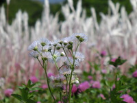 書もいいですが、春の草花編 2014/05/21 22:28:19