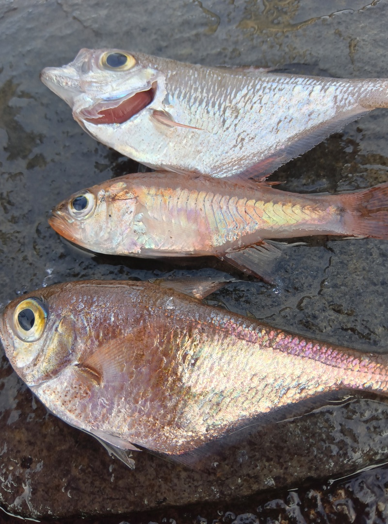こんな魚も泳がせにします(⁠ʘ⁠ᴗ⁠ʘ⁠✿⁠)
