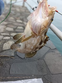 サバの泳がせ釣り♥➁