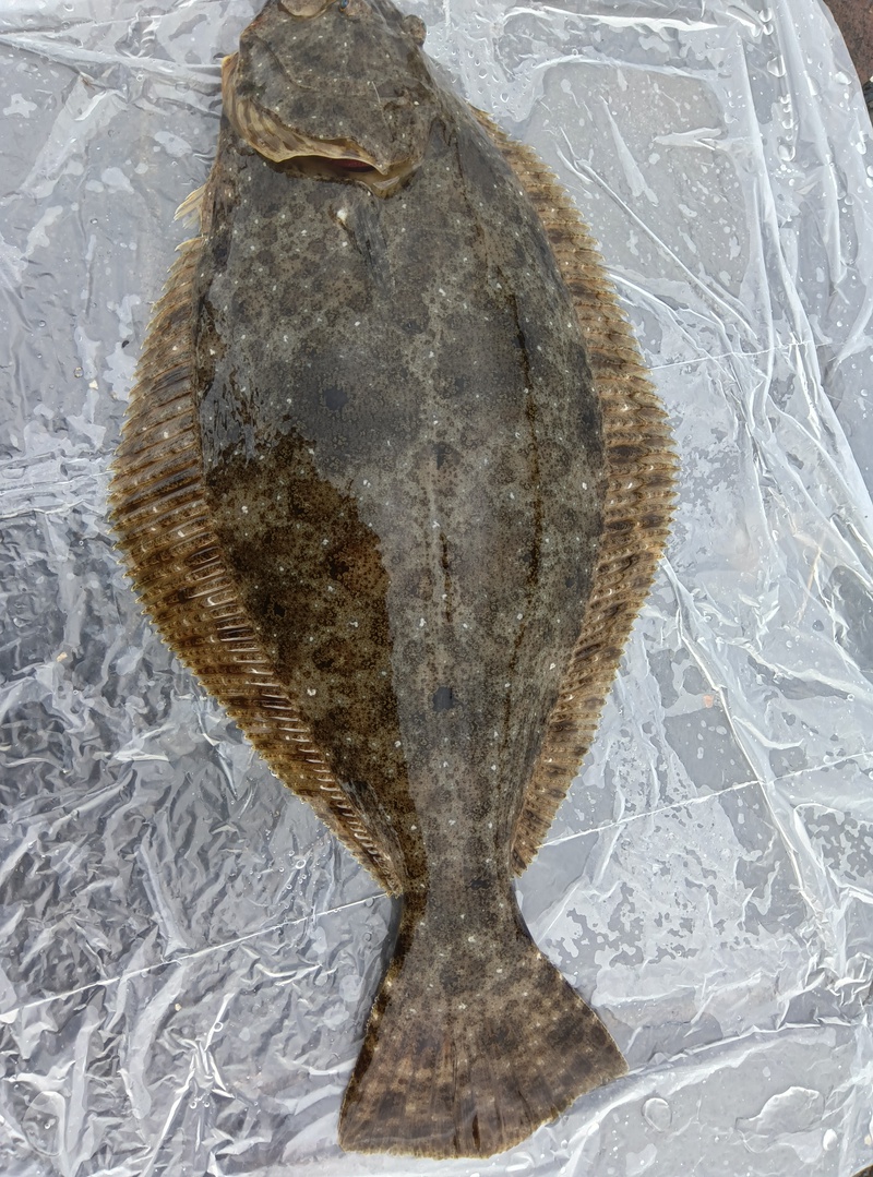 「アジ」の泳がせ釣り❣️56センチ
