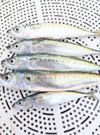 遅くなりました♥「サバ」の泳がせ釣り❶