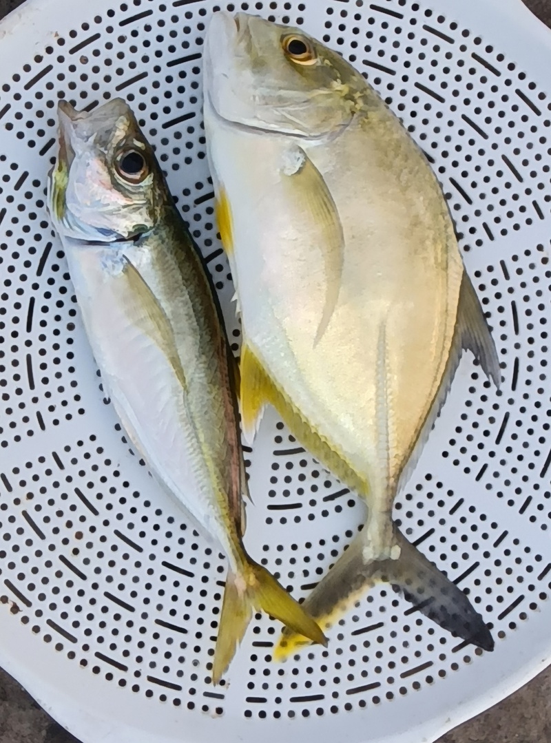 ✨️海釣公園✨️の幸を干物にしたよ(*^^*)