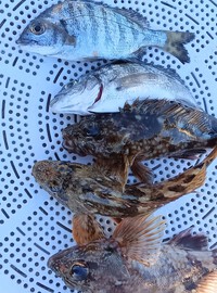 少しずつではありますが、釣果が出できた(⁠｡⁠•̀⁠ᴗ⁠-⁠)⁠✧ 2025/03/09 06:32:54