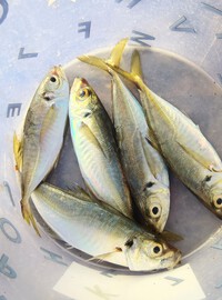サビキ釣りで釣れるのは？♥ 2024/12/26 13:06:29