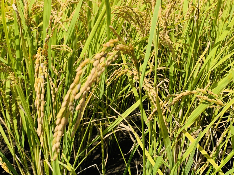 無農薬無化学肥料のお米を子ども達へ！日月喜農園で人も環境も自然に還す