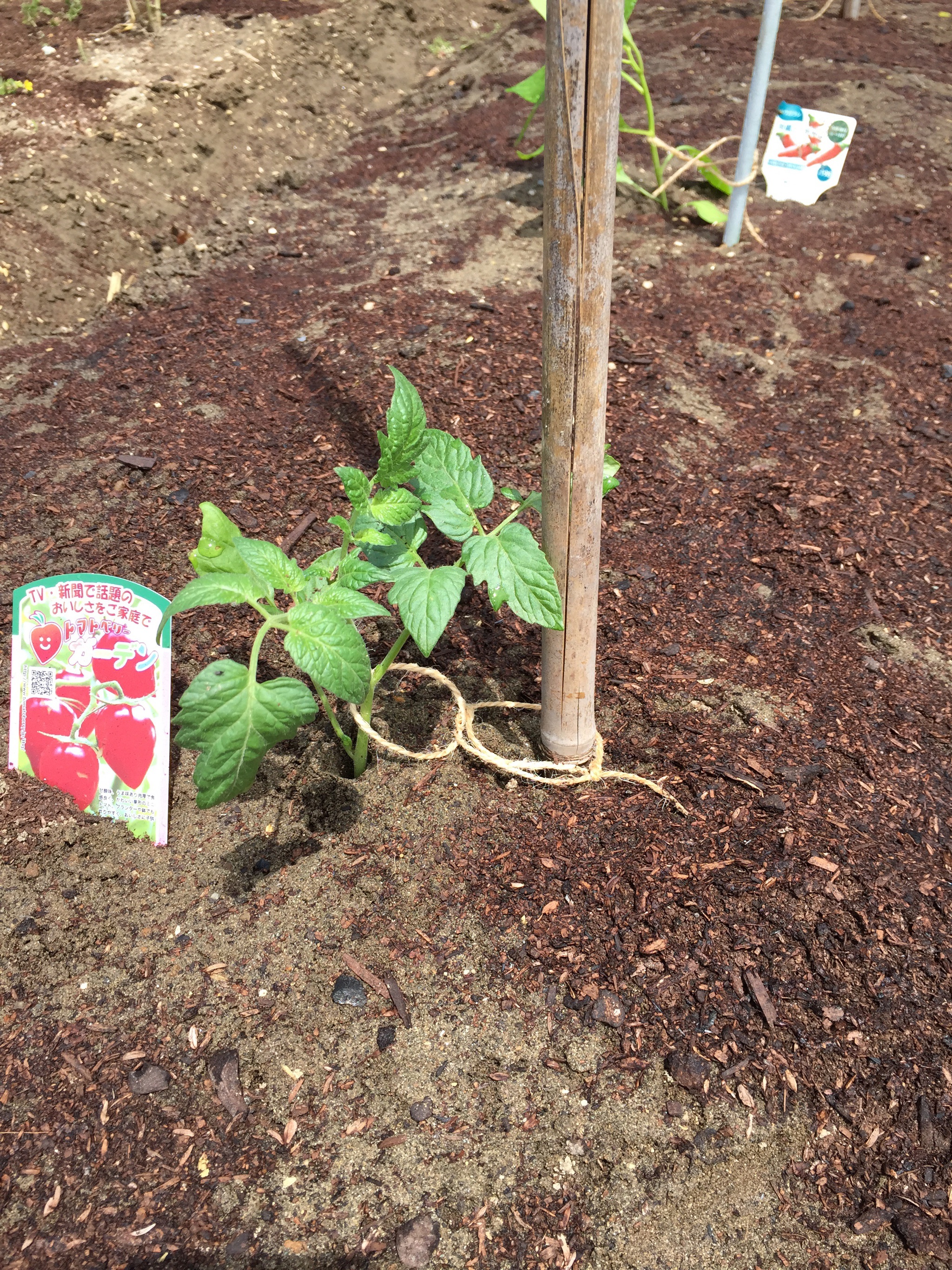 お野菜の植え付け