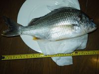 浜名湖釣果報告・陸からキビレ38センチ！！！！！