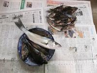 3月14日浜名湖釣果　大漁