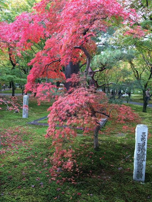 秋の京都   紅葉の日本庭園