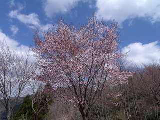 桜・開花！