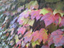 綺麗な 2007/11/28 15:12:13