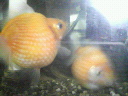 朝は 2007/11/29 07:17:37
