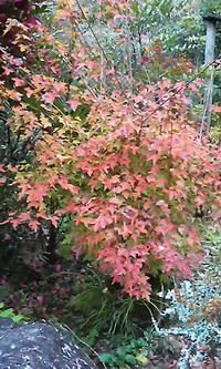 11月13日の記事 2009/11/13 13:32:24