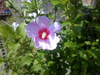 我が家のむくげの花 2009/06/17 17:03:19