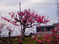 梅？に鶯？色のめじろ 2009/03/11 17:02:31