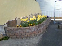 きれいに咲きました 2009/03/07 19:13:12