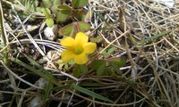 雑草にも花が咲くんです 2009/04/16 23:49:29