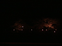 森町の桜並木