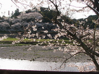 森町のサクラ