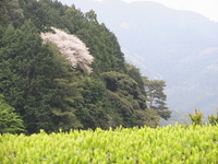 神明山のサクラ