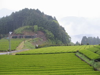 雨