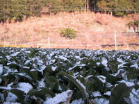 雪