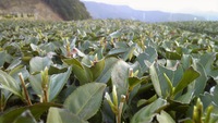 お茶の芽 2010/04/03 21:42:19
