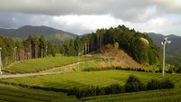 ぽかぽか陽気でぐんぐん伸びる 2010/04/28 21:28:39