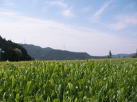 春野の新茶 2010/04/30 20:10:27
