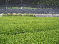 茶園の様子 2010/05/04 23:59:33