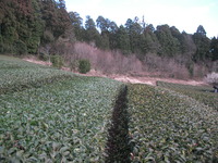 春整枝 2011/03/10 13:15:30